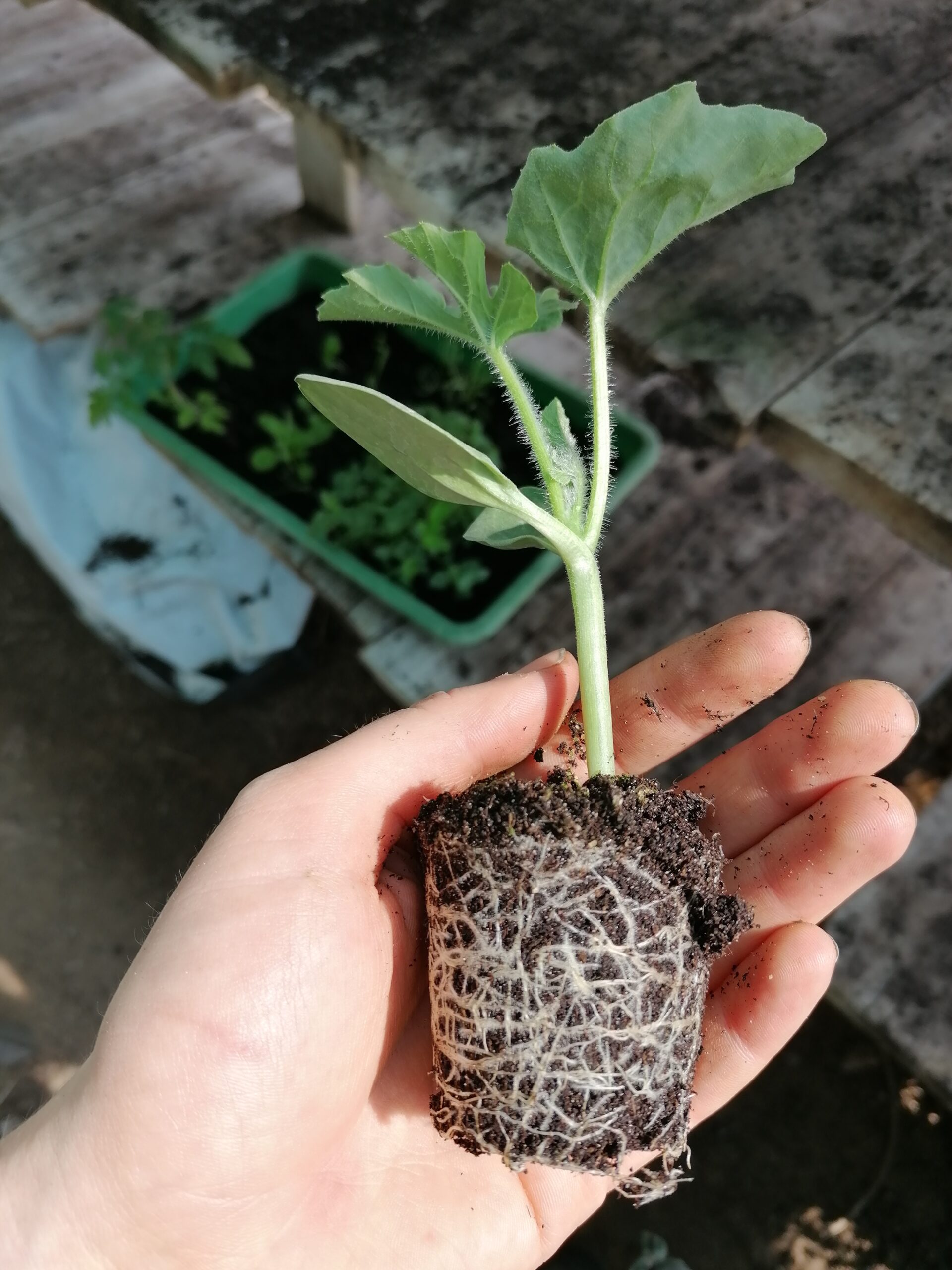 Mit sEM Garten behandelte Jungpflanze mit Wurzelballen