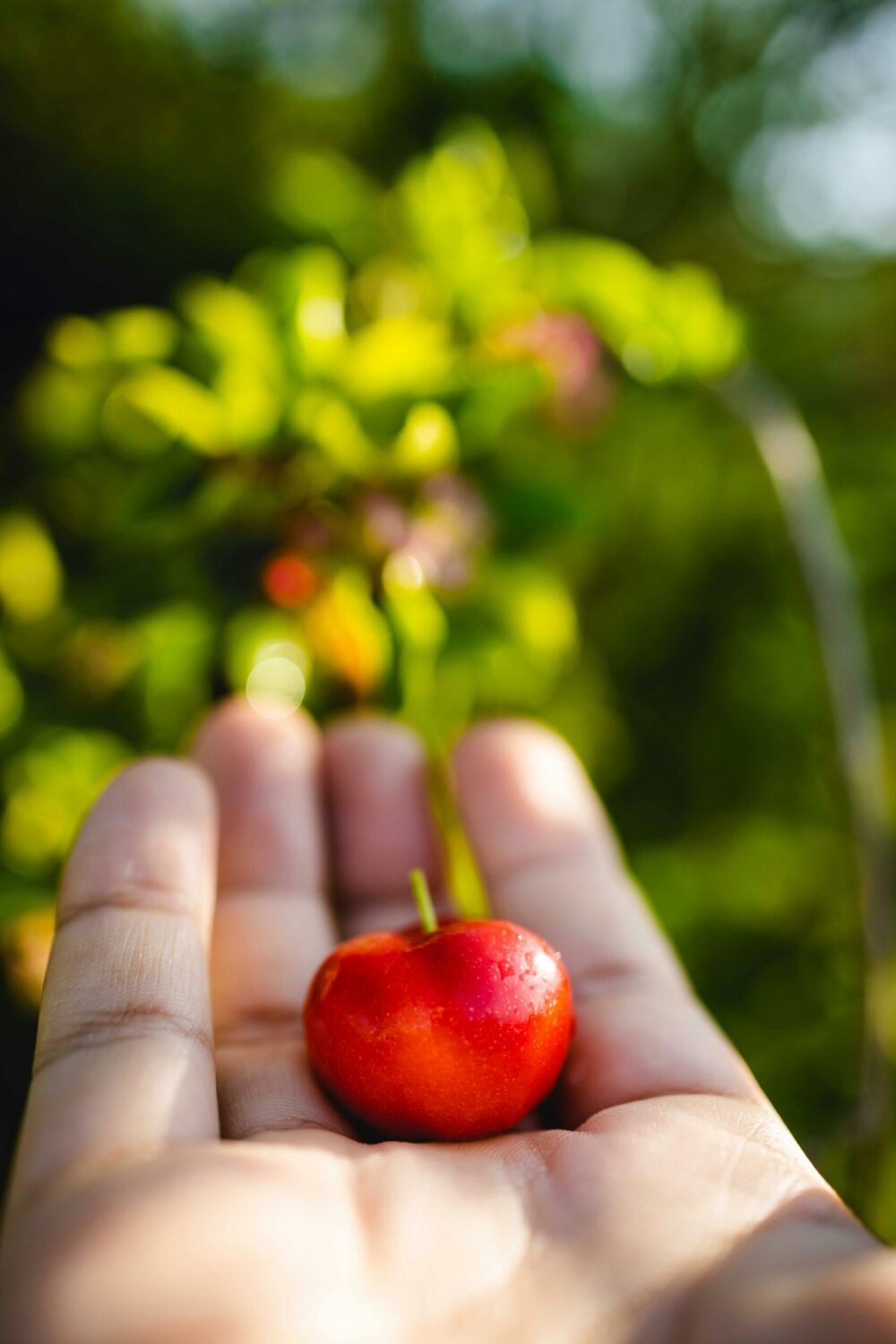 Eine rote Acerolakirsche liegt in einer ausgestreckten Handfläche