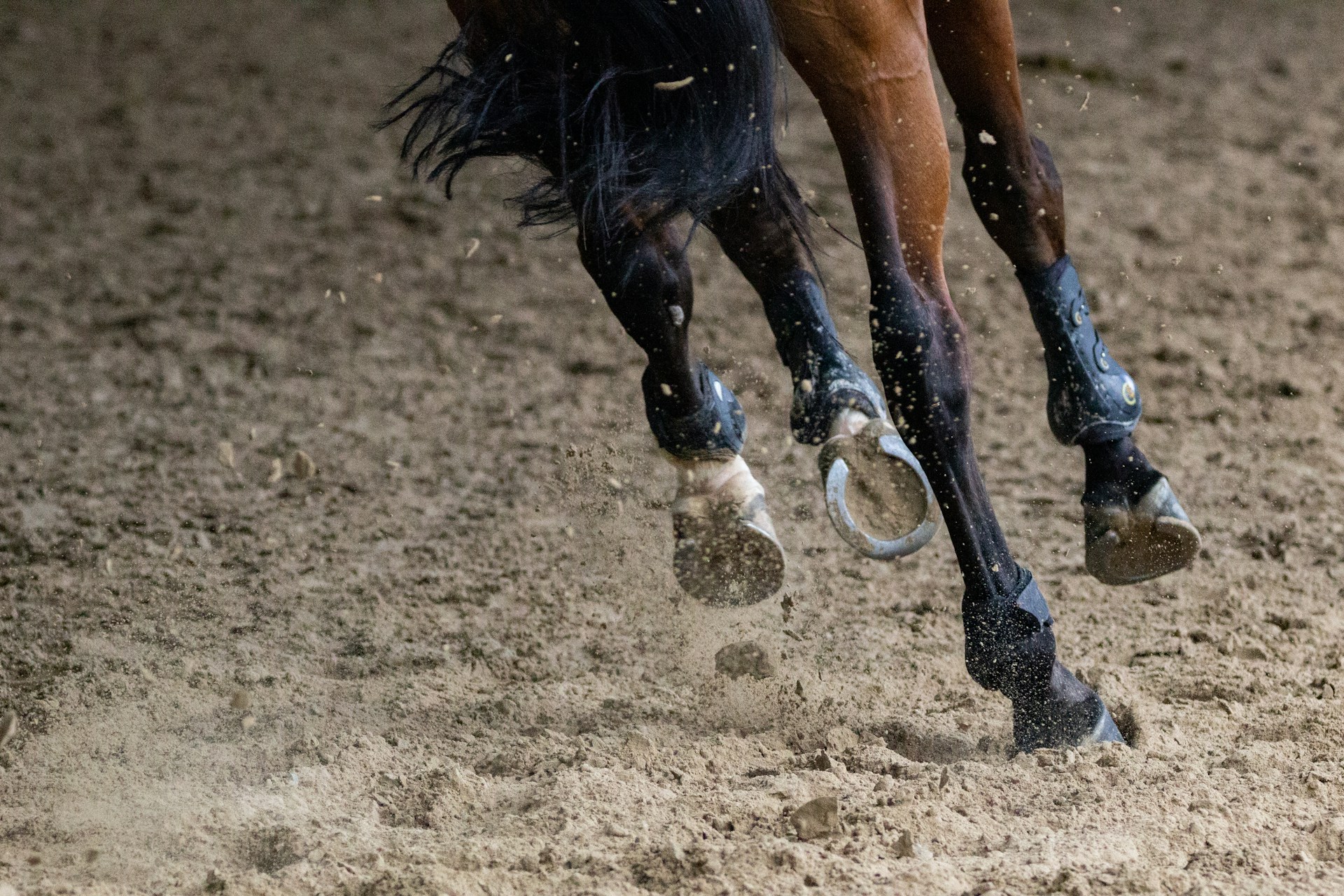 Hufkrankheiten beim Pferd: Erkennen, vorbeugen, behandeln